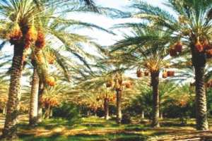 Algérie - STATION RÉGIONALE DE PROTECTION DES VÉGÉTAUX DE GHARDAÏA: Plus de 4 millions de palmiers seront traités contre le boufaroua et le myélois