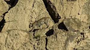 Planète (Asie) - Un couple de panthères de Perse photographié pour la première fois au Pakistan