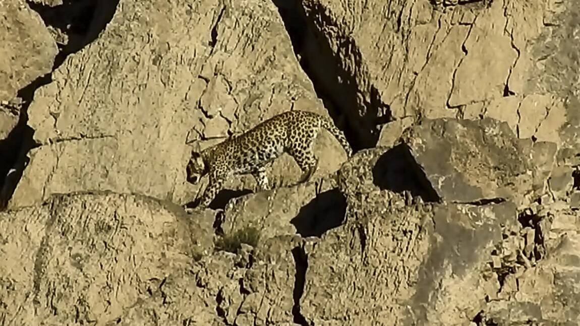 Planète (Asie) - Un couple de panthères de Perse photographié pour la première fois au Pakistan