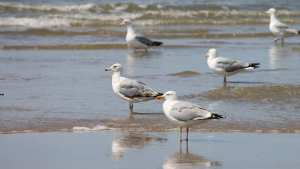 Planète - France/Europe): Stérilisation des œufs de goéland, une pratique courante et réglementée