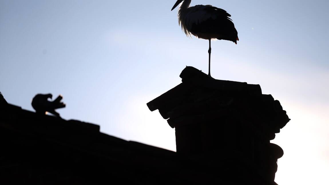Planète (Europe) - Un village tchèque à la rescousse de cigogneaux et de leur père