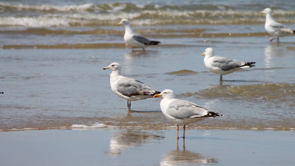 Planète - France/Europe): Stérilisation des œufs de goéland, une pratique courante et réglementée