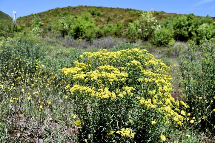 Planète (Europe) - L’Albanie teste l’agromine, la dépollution des sols par les plantes