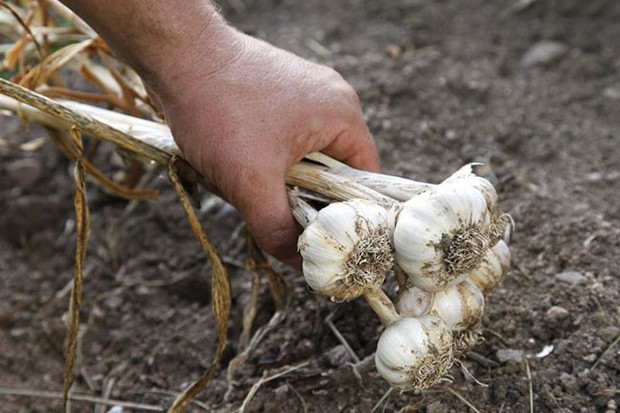 Algérie (Aïn M’lila/Oum El-Bouaghi) - Rencontre régionale sur la culture de l’ail