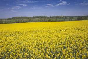 Algérie (Médéa) - Lancement de la campagne de moisson du colza oléagineux