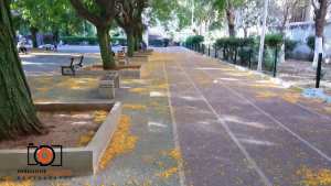 Alger - Le jardin Khemisti fermé pour travaux: Les bouquinistes transférés à la placette Mustapha Ben Boulaïd