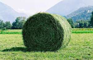 Algérie (Oran) - Baisse de la production fourragère: Plusieurs têtes de bétail risquent de finir à l’abattage