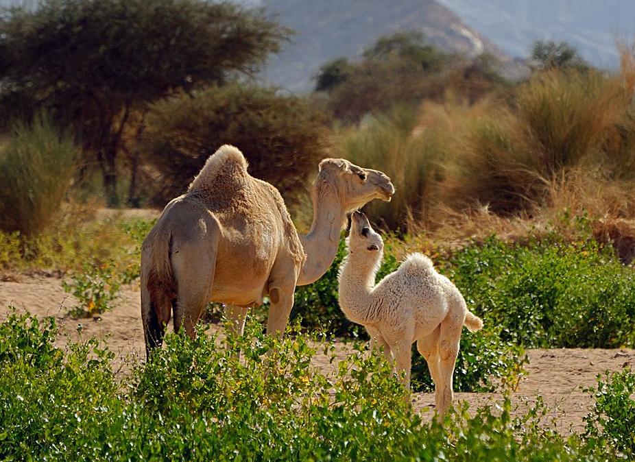 Élevage des camelins à Biskra : Des difficultés pour recenser le cheptel