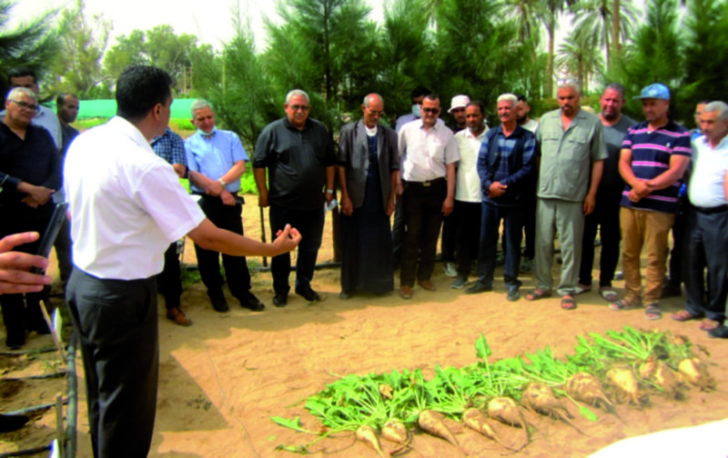 Algérie - Agriculture à Biskra: La culture de la betterave sucrière séduit les fellahs