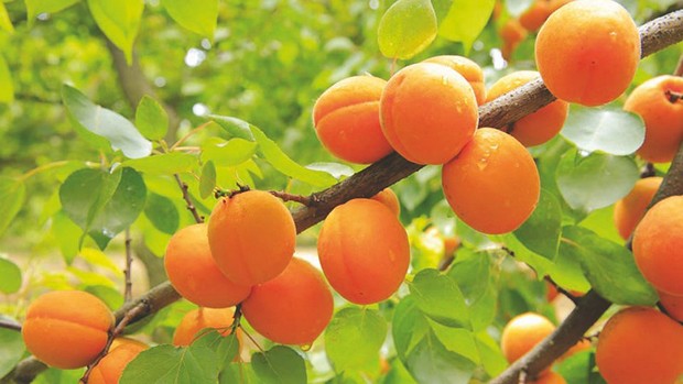 Algérie - FÊTE DE L’ABRICOT À M’SILA: Une production en baisse de 55%