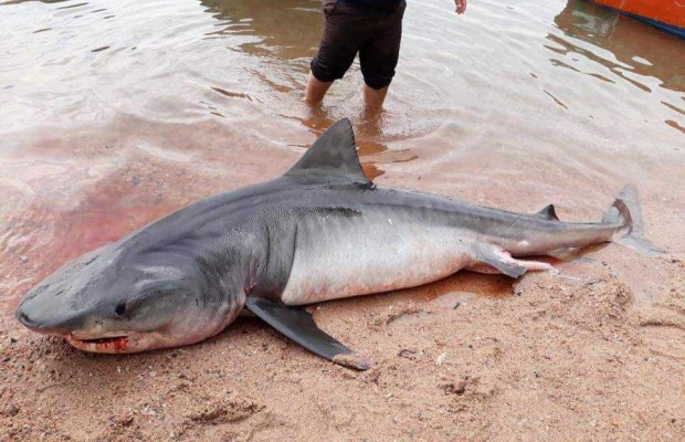 Ghazaouet (Tlemcen) - Un requin pèlerin pris dans les filets