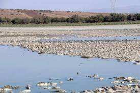 Oued Tlélat (Oran) - Pour la troisième année consécutive: Mort massive de poissons au lac Oum Ghellaz