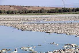 Oued Tlélat (Oran) - Pour la troisième année consécutive: Mort massive de poissons au lac Oum Ghellaz