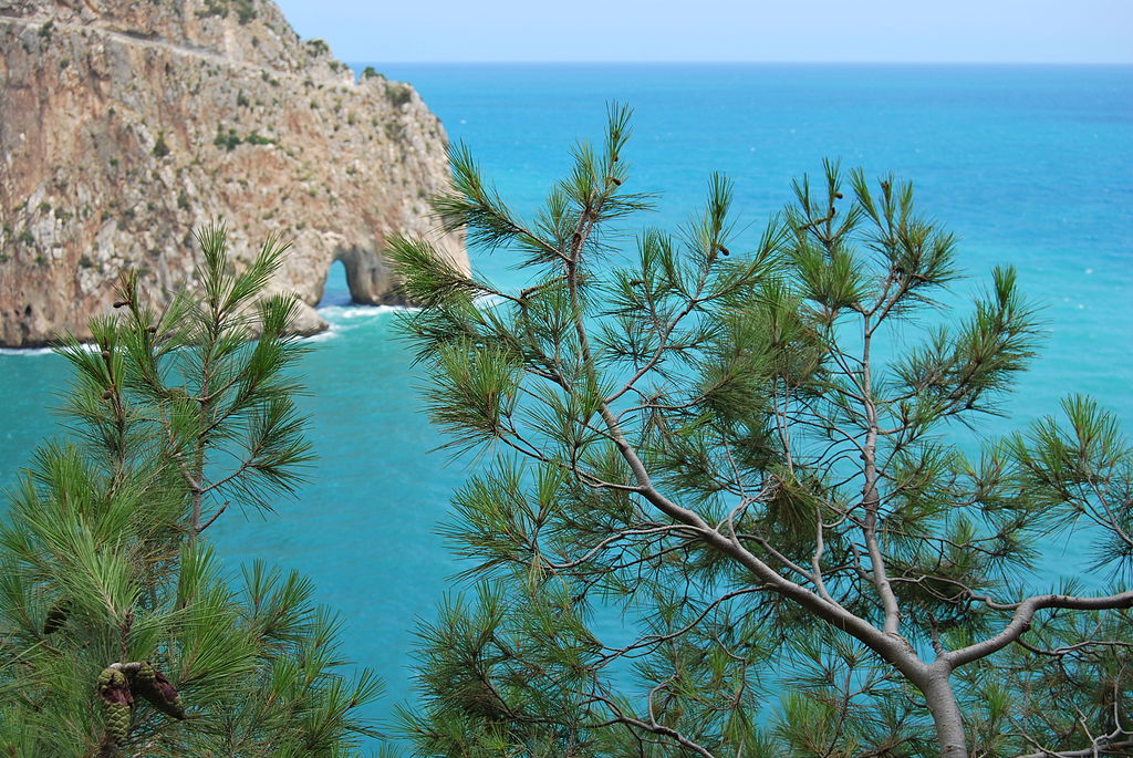 cap carbon bougie بجاية