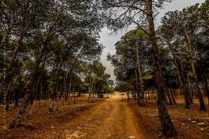 LUTTE CONTRE LA DÉSERTIFICATION À MÉDÉA Travaux de réhabilitation de la bande steppique