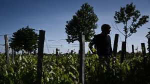 Planète (France/Europe) - Le célèbre vignoble château Cheval Blanc plante des centaines d'arbres dans ses vignes