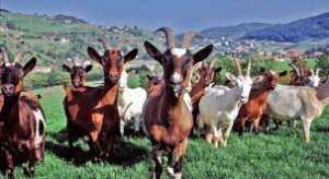 Algérie - SECTEUR AGRICOLE À BÉJAÏA: Le projet de la filière caprine relancé