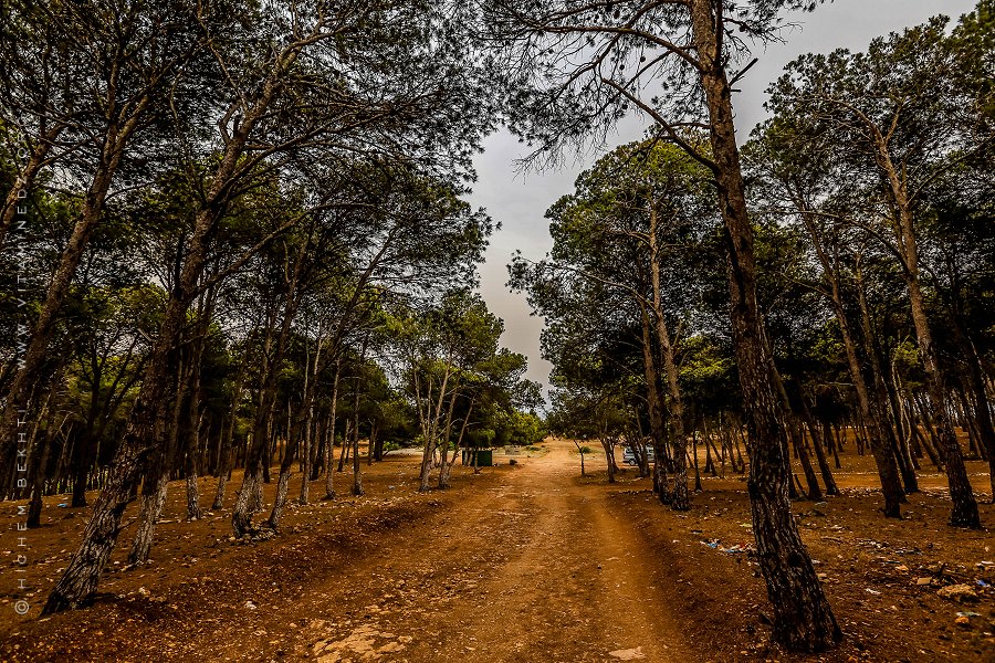 LUTTE CONTRE LA DÉSERTIFICATION À MÉDÉA Travaux de réhabilitation de la bande steppique