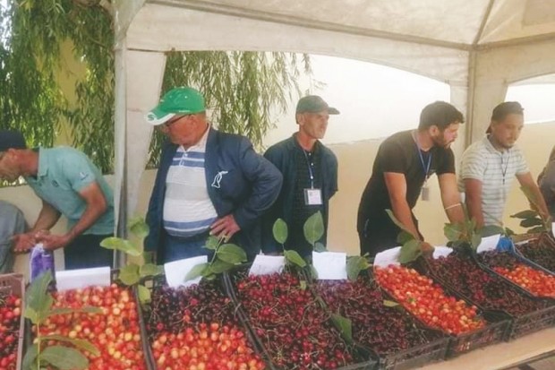 UNE FÊTE A ÉTÉ DÉDIÉE À CE FRUIT DANS CETTE LOCALITÉ DE SOUK AHRAS: Oued Driss, capitale de la cerise
