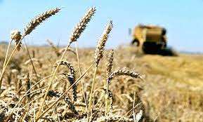 Algérie (Tiaret) - La céréaliculture subit de plein fouet la crise de l’eau