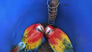 Planète (Amérique Centrale) - Au Honduras, un projet pour protéger l'ara rouge, l'oiseau national