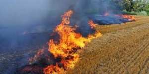 Algérie (Mila) - 274 ha de céréales détruits par des incendies