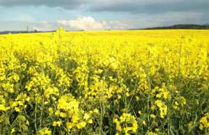 Algérie - Culture du colza: Des perspectives prometteuses