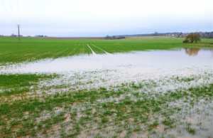 Algérie (Annaba) - La stagnation des eaux impacte la récolte de céréales