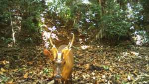Planète (Asie) - Cambodge: une espèce rare et menacée de cerf repérée pour la première fois