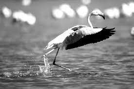 Algérie - La salinité impacte aussi les oiseaux d’eau