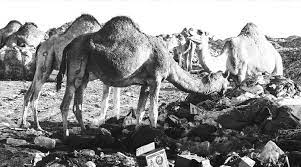 Algérie - Résidus pétroliers à Hassi Messaoud: Des dizaines de dromadaires victimes