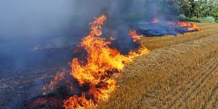 Algérie (Mila) - 274 ha de céréales détruits par des incendies