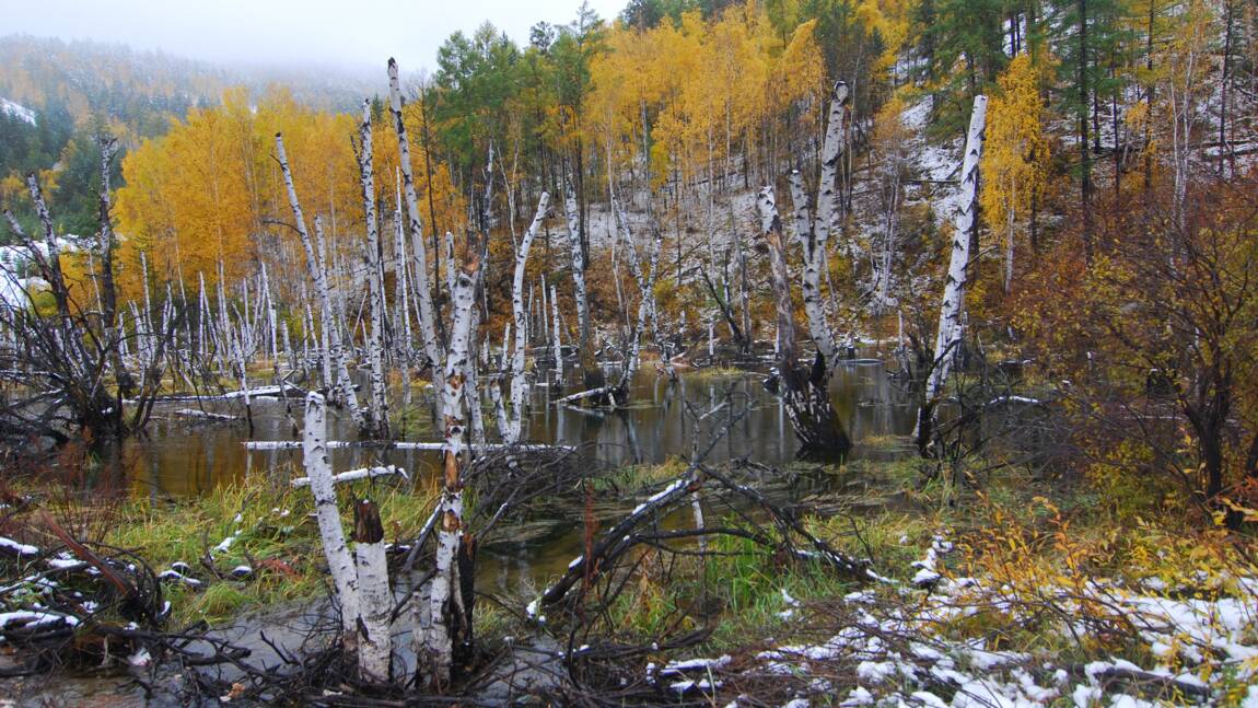 Planète - Une vague de chaleur fait grimper les températures jusqu'à 48°C en Sibérie