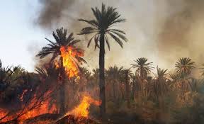 Algérie (Tébessa) - Incendie dans des palmeraies