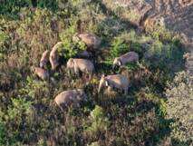 Planète (Asie) - Troupeau d'éléphants sauvages en Chine: une longue marche qui met en lumière les menaces qui pèsent sur l'espèce