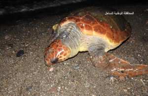 Plage d’El Hamdania (Cherchell/Tipasa) - 1er cas d’une tentative de nidification d’une tortue de mer  Caouanne  en Algérie