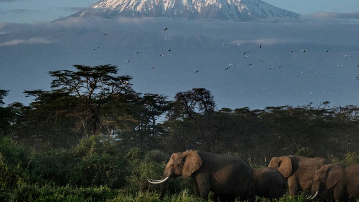 Planète - Un troupeau d'éléphants va s'envoler d'Angleterre pour le Kenya