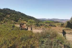 Algérie - CONSÉQUENCE DE LA SÉCHERESSE SÉVISSANT À MÉDÉA: Échouage de martinets noirs