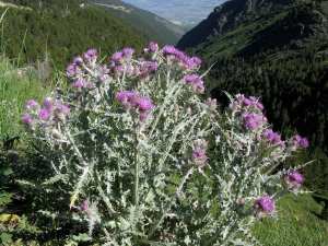 Lazuq / Addad (fr=Chardon à glue, ar=أداد صمغي, eng=Stemless Atractylis, Carlina gummifera)