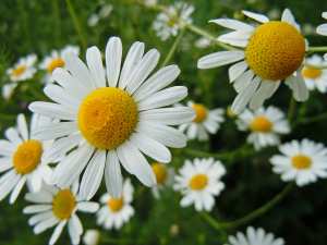 Wamlal / Lbabonj (fr = Camomille, ar = البابونج, eng = wild chamomile, Matricaria chamomilla)