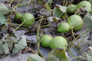 tafeqloucht / tacheqwlalt / Takhchacht (fr =calebasse / gourde, ar = كالاباش جاف, eng = calabash / bottle gourd, Lagenaria siceraria)
