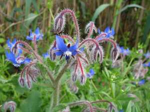 Harcha boukhrich / Chikh Levqoul (fr = Bourrache, ar = الحمحم المخزني, eng = Borage / Borago officinalis)