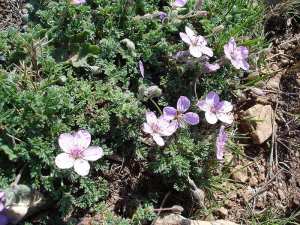 Azejig n’saεa (fr = Bec-de-grue, ar = الرقمة الشوكرانية, eng = redstem filaree / Erodium cicutarium)