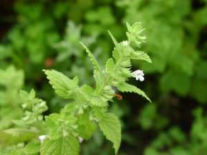 Ifar zizwi (fr = Mélisse officinale, ar = ترنجان مخزني, eng = balm mint / Melissa officinalis