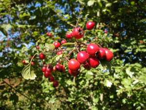 zaεrour / Idmim (fr = Aubépine / fruit=cenelle, ar = الزعرور, eng = Hawthorn / Crataegus)