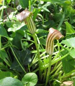 Abaquq / Abaεuq (fr = Capuchon-de-moine, ar = صرين, eng = Mouse Plant/Arisarum)