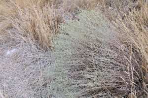 Chih (fr = Armoise blanche, ar = الشيح eng = wormwood/Artemisia herba-alba)