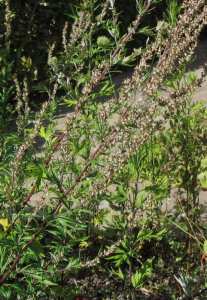 Degouft (fr = Armoise rouge, eng = Artemisia vulgaris)