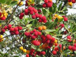 Sisnu (fr = Arbousier, ar = قطلب, eng = Arbutus unedo)