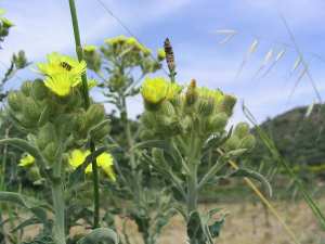 Taddut bulli (fr = Andryale, eng = andryala)